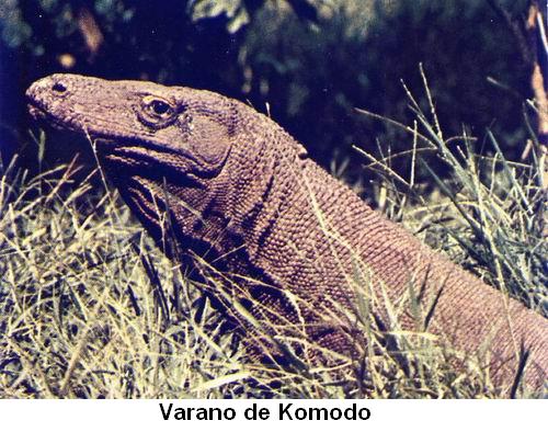 Varano de Komodo.jpg